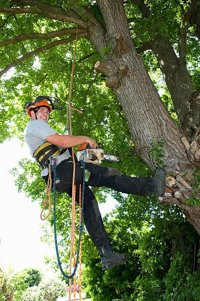 tree climber with chainsaw