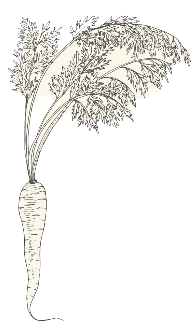 A parsnip plant, drawn in fine lines, with a white, tapered root and feathery green leaves.