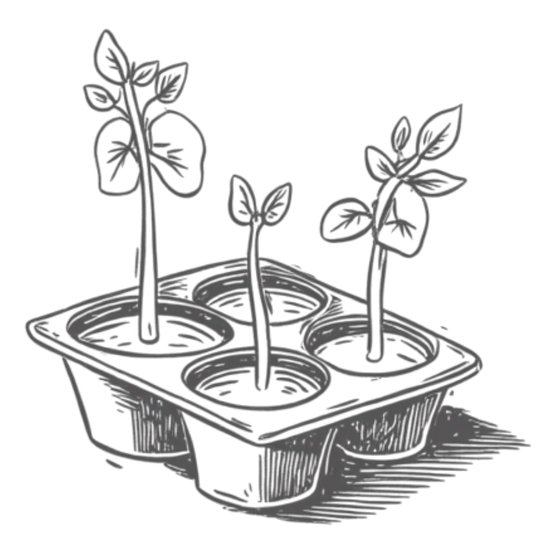 Seedlings in a four-celled tray, with leaves and long stems.