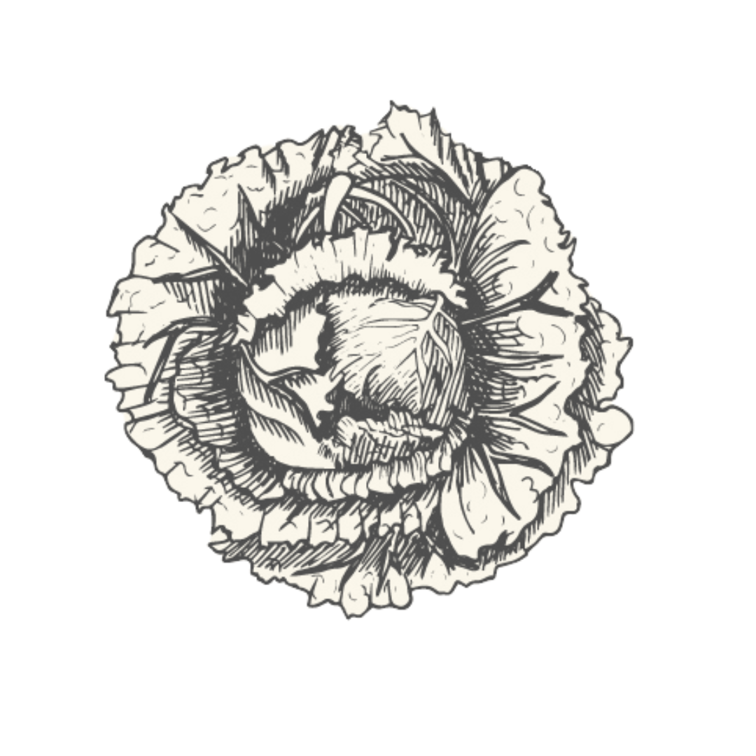 Sketch of a cabbage head, showing detailed leaves in shades of gray.
