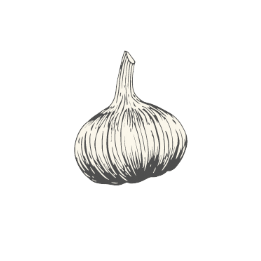 Garlic bulb, detailed illustration with textured lines.