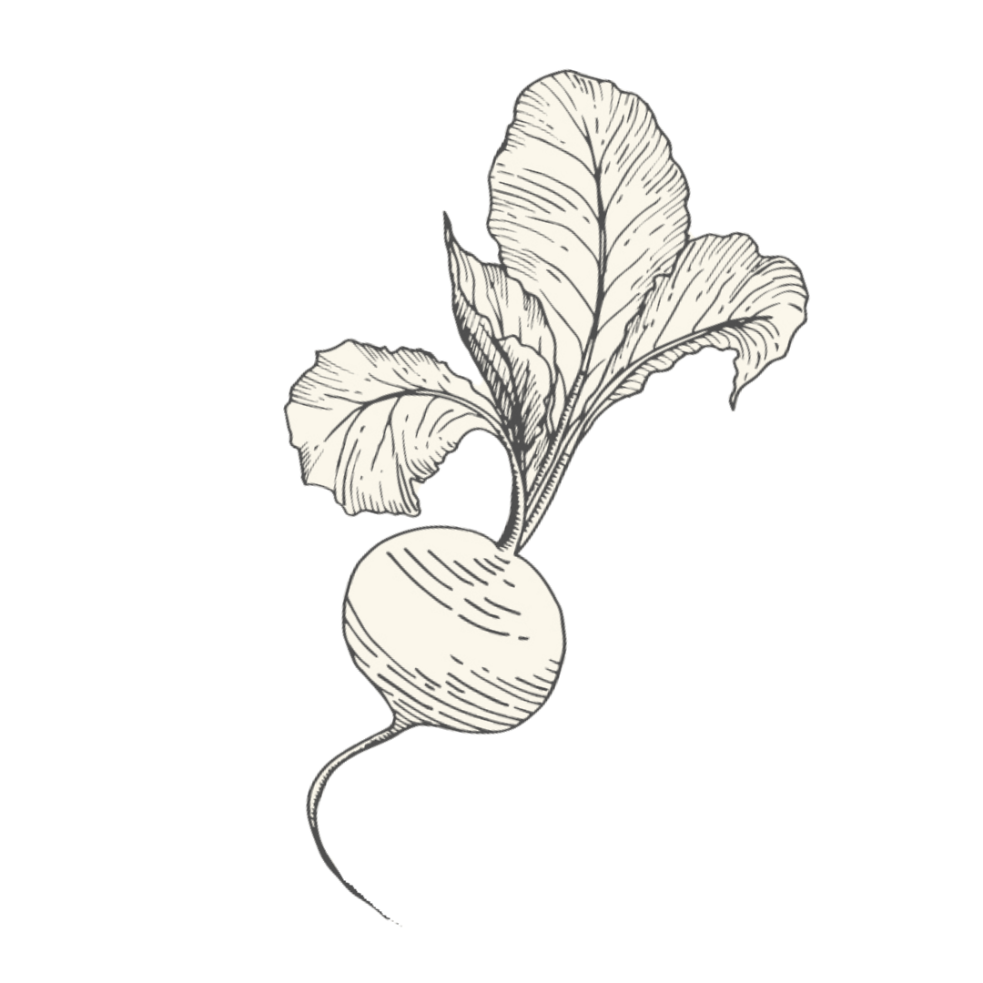 Radish with leaves, sketched illustration.