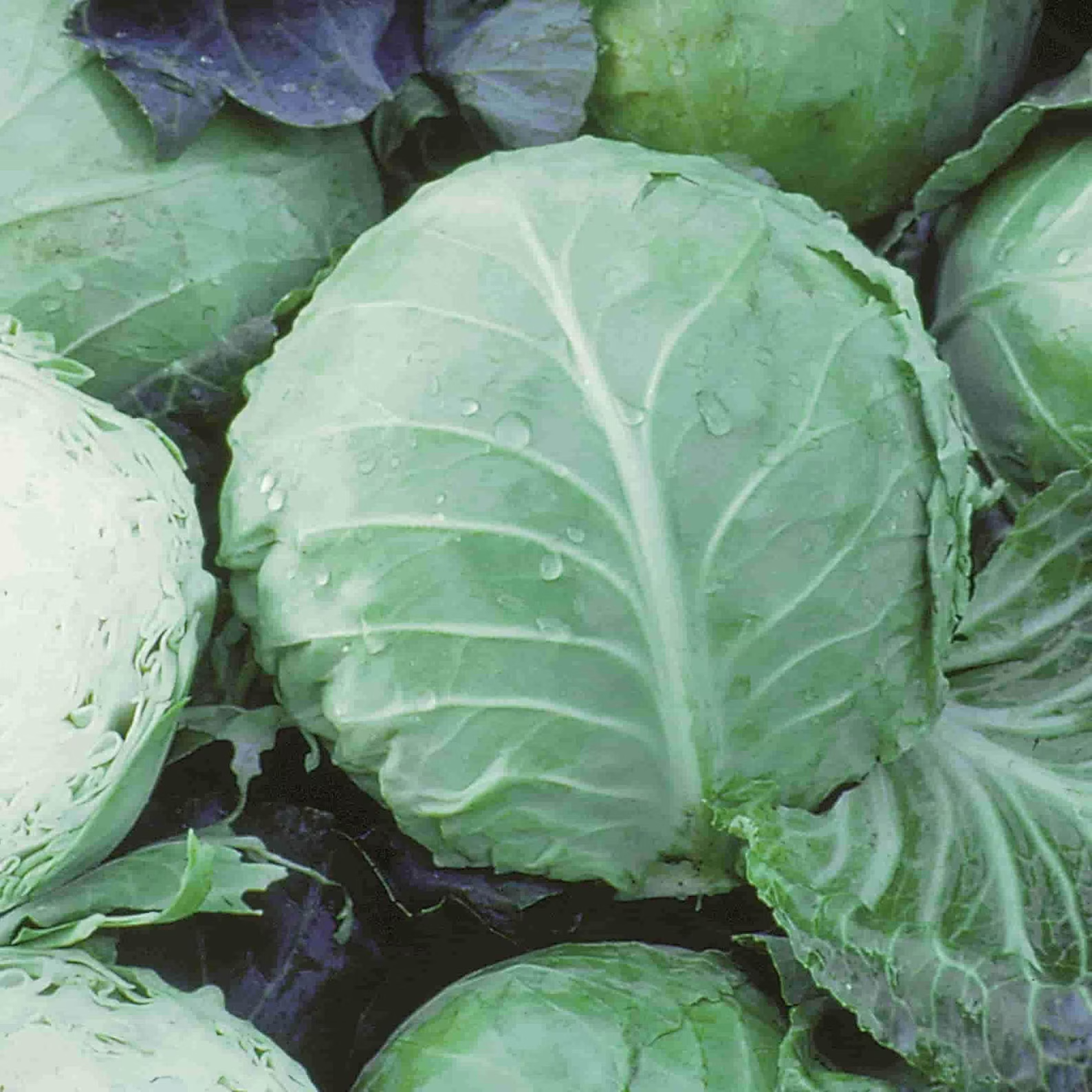 Close-up of several green cabbages, some whole, others partially cut, showing textured leaves.