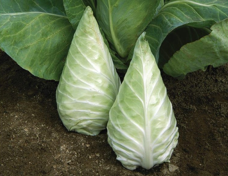 Two cone-shaped green cabbages sit on dark soil, with large leaves visible in the background.