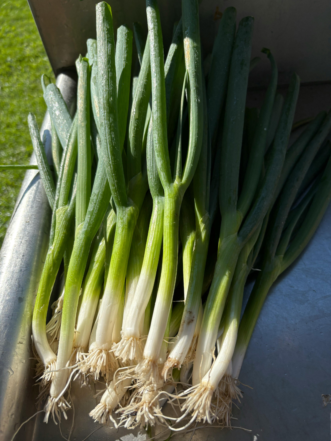 Green onions with white bulbs and green stalks.