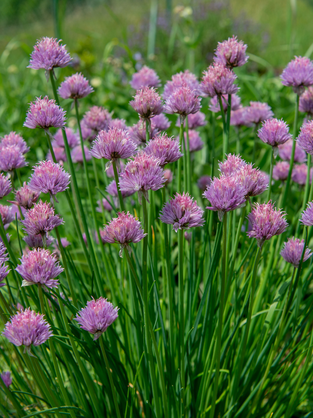 Purple chive flowers in full bloom, surrounded by tall green stems.