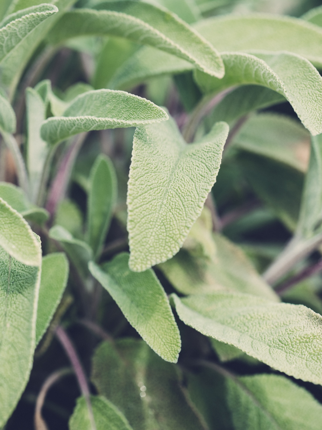 Close-up of sage plant with soft, green, textured leaves.