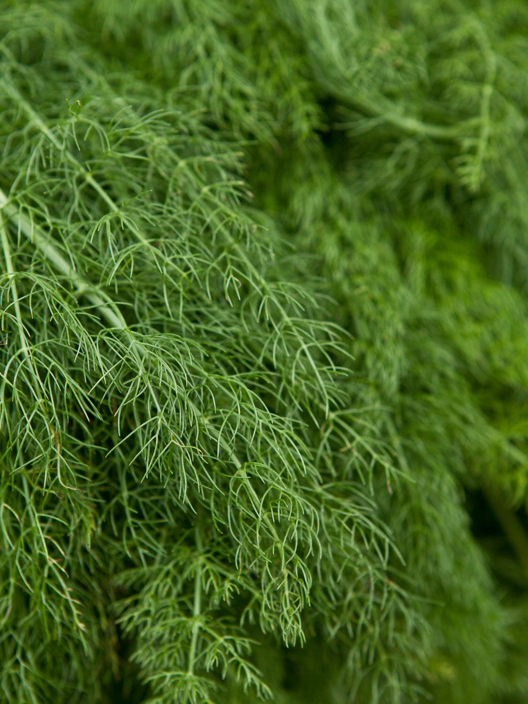 Close-up of fresh, feathery green dill leaves, tightly packed together.