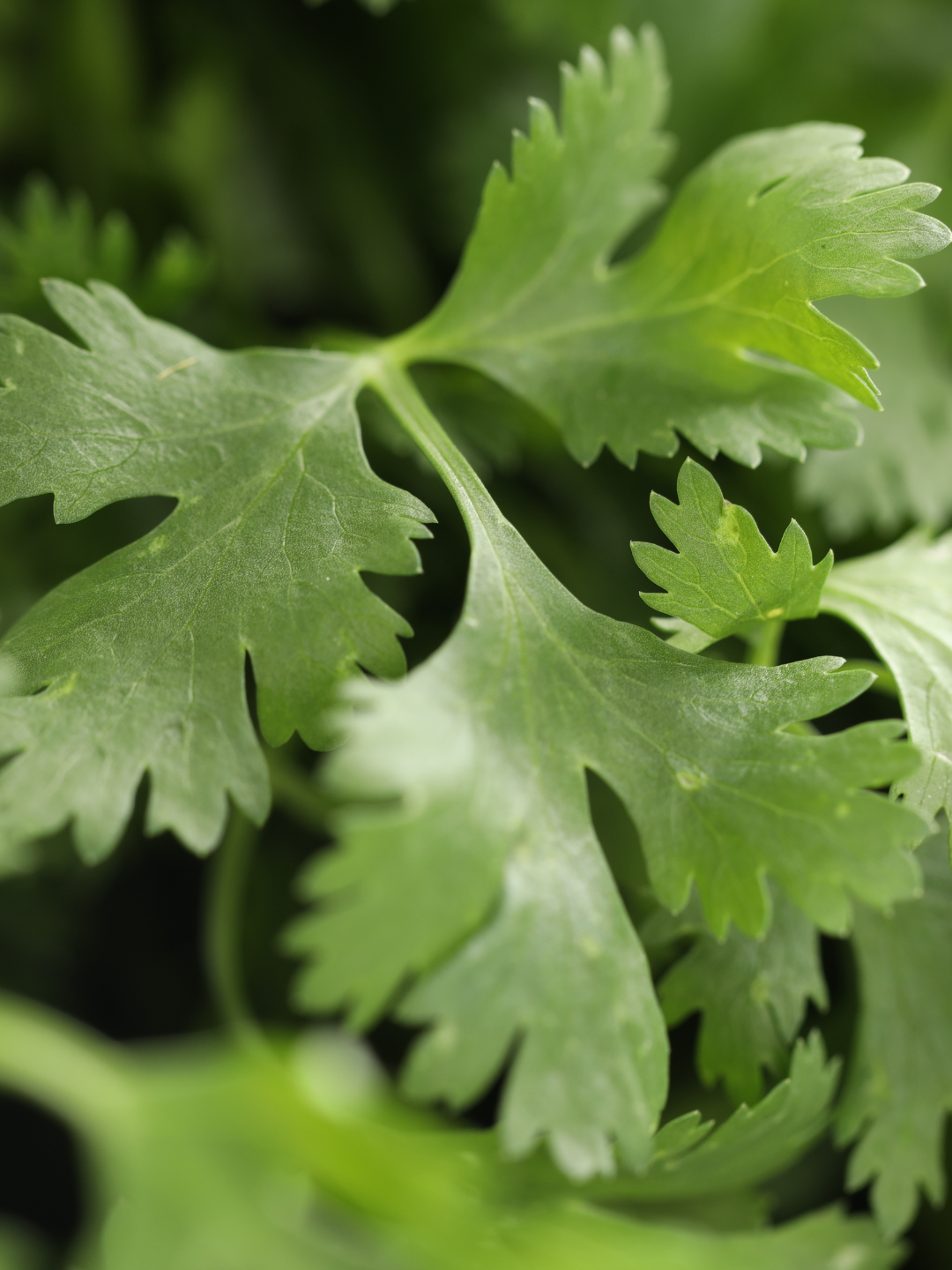 Close-up of fresh, green cilantro leaves with serrated edges.