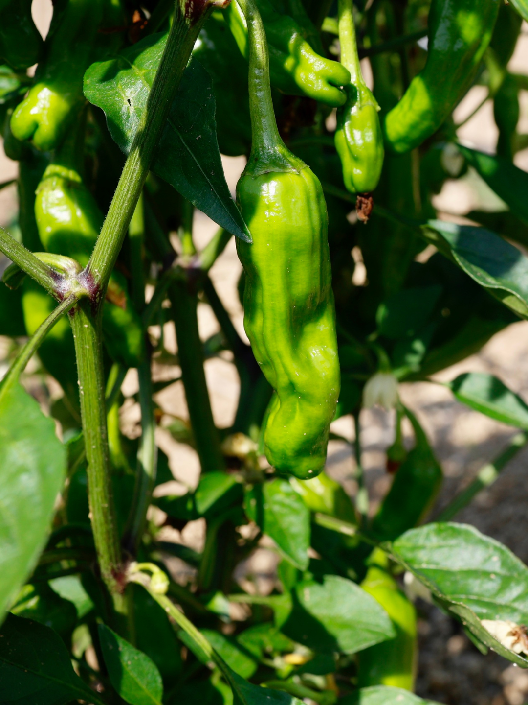 Green Shishito pepper growing on a plant with green leaves and stems.