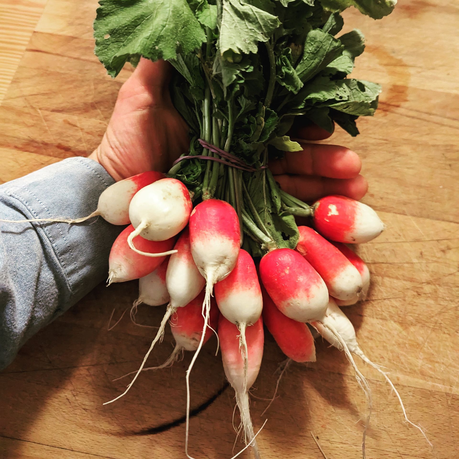 Hand holding a bundle of red and white radishes with green leaves, on a wooden surface.