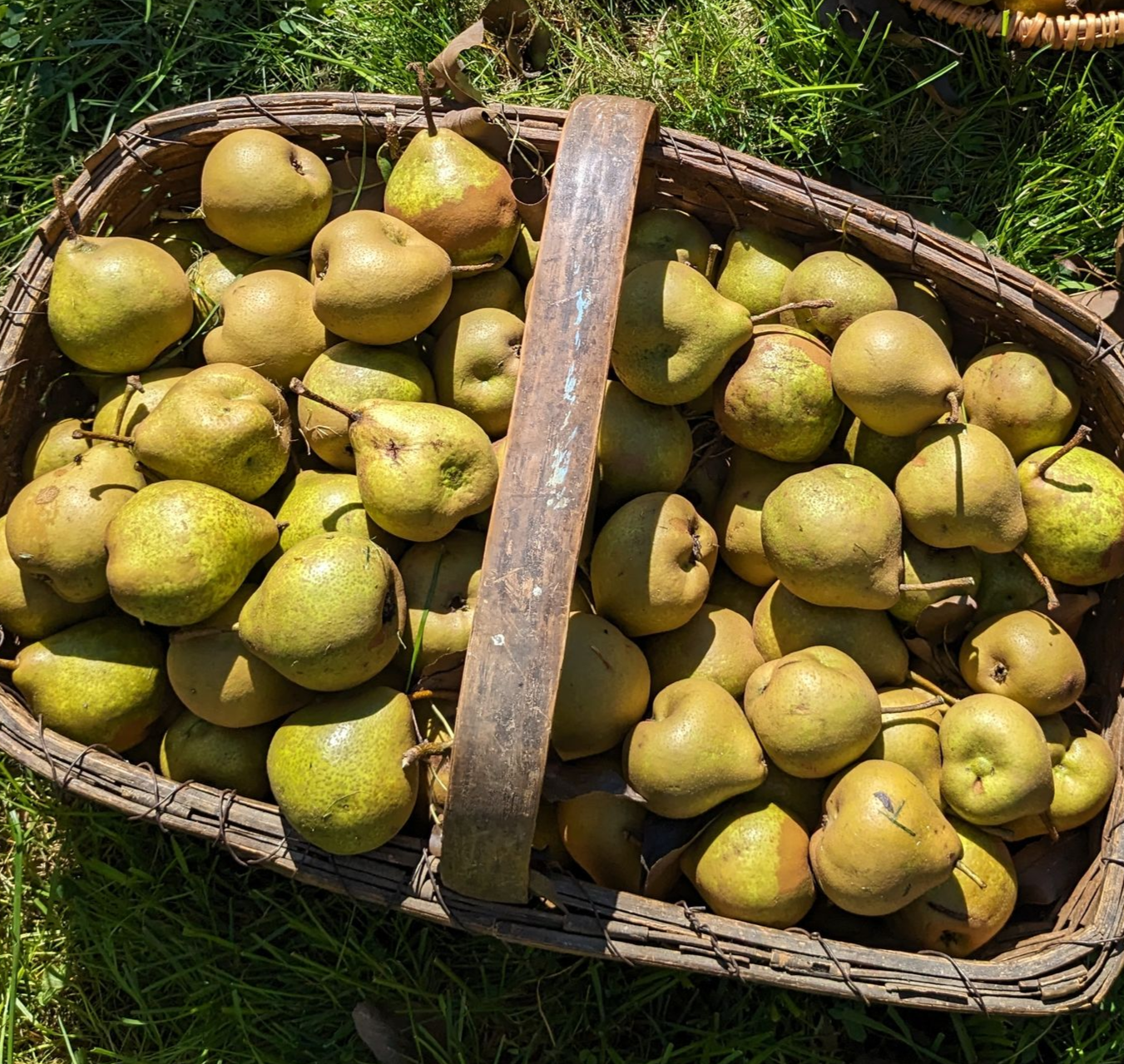 Basket overflowing with ripe, green-yellow pears with a brown handle, on green grass.