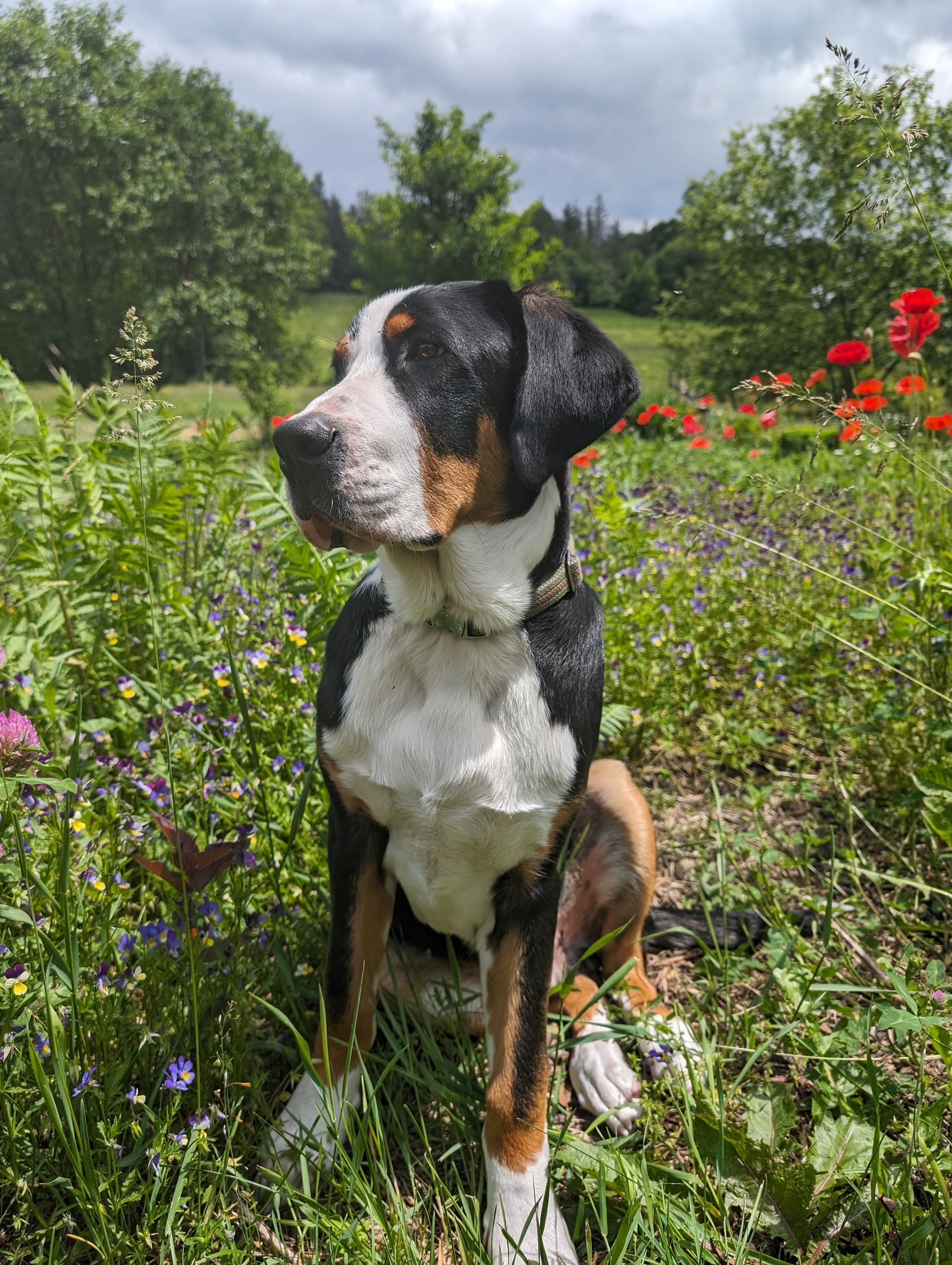 A tri-color dog sits in a field of wildflowers with a green background and cloudy sky.