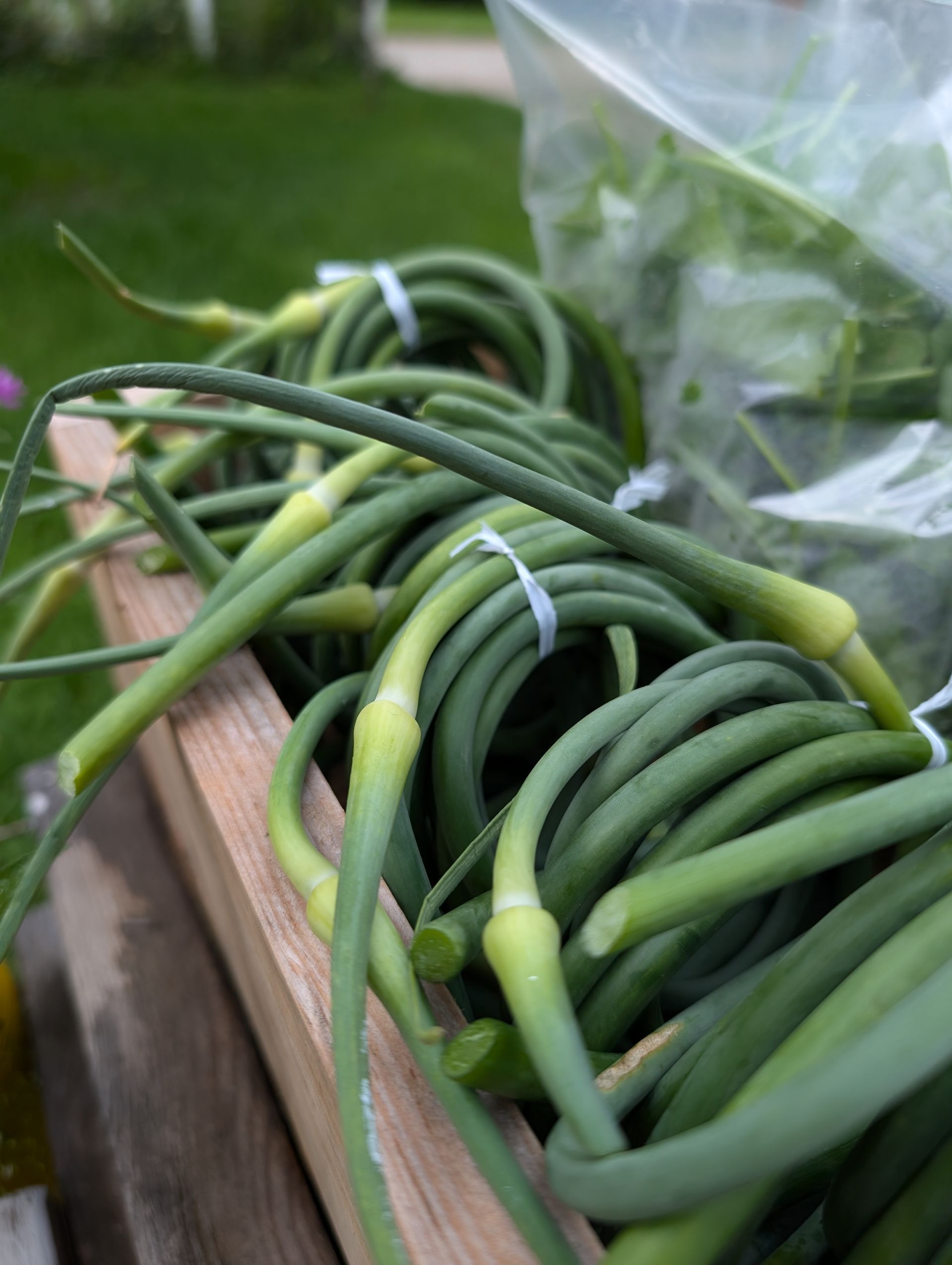Green garlic scapes in a wooden container, tightly coiled and bundled with white ties.