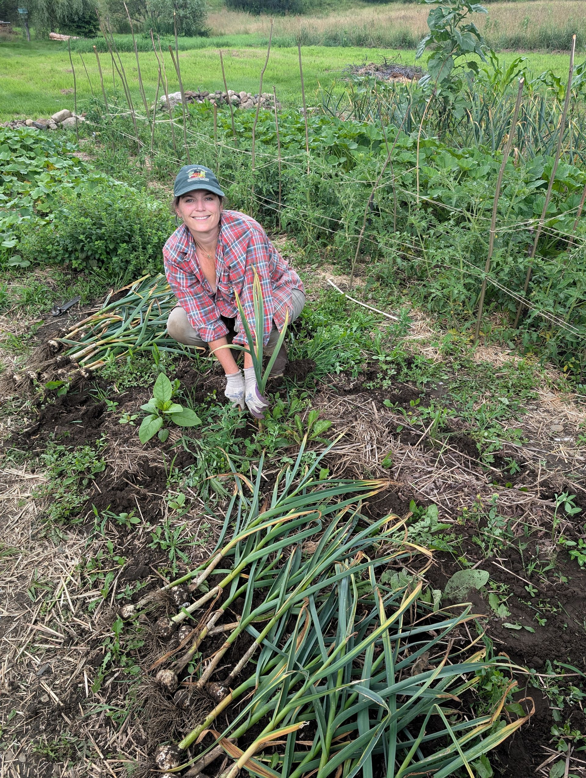 Person harvesting green onions in a garden.