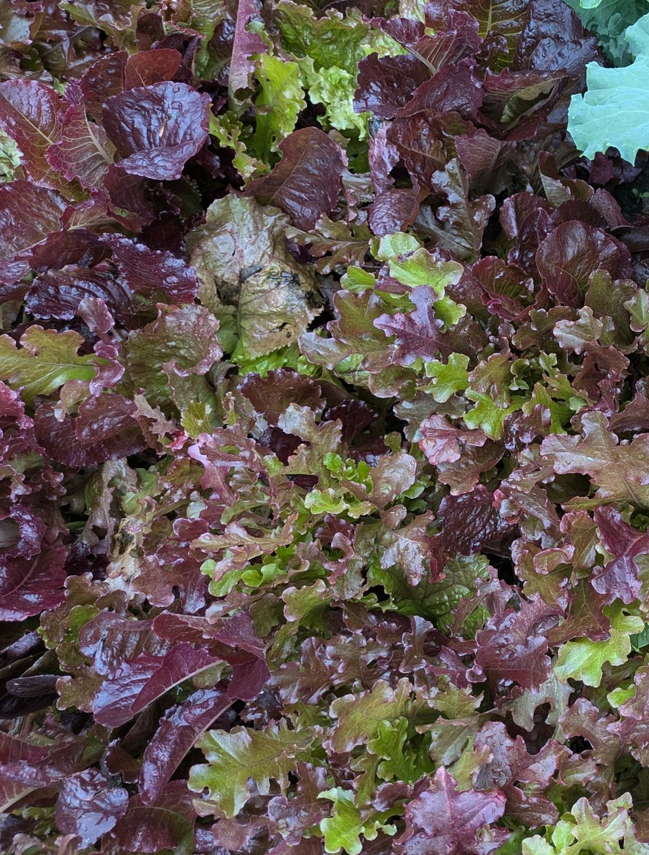 Close-up of fresh red and green lettuce leaves.