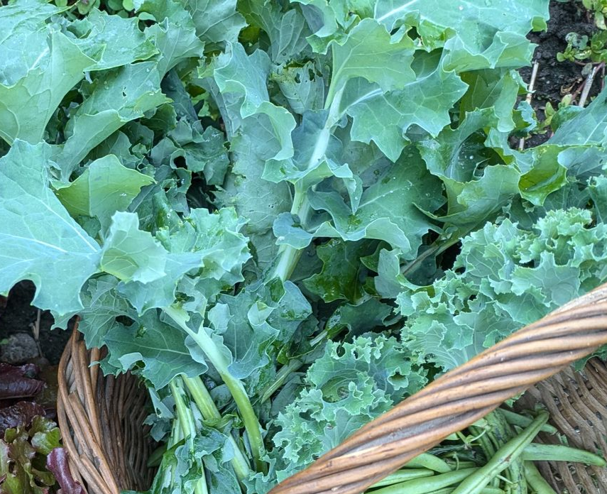 Freshly harvested kale in a brown woven basket with visible green beans.