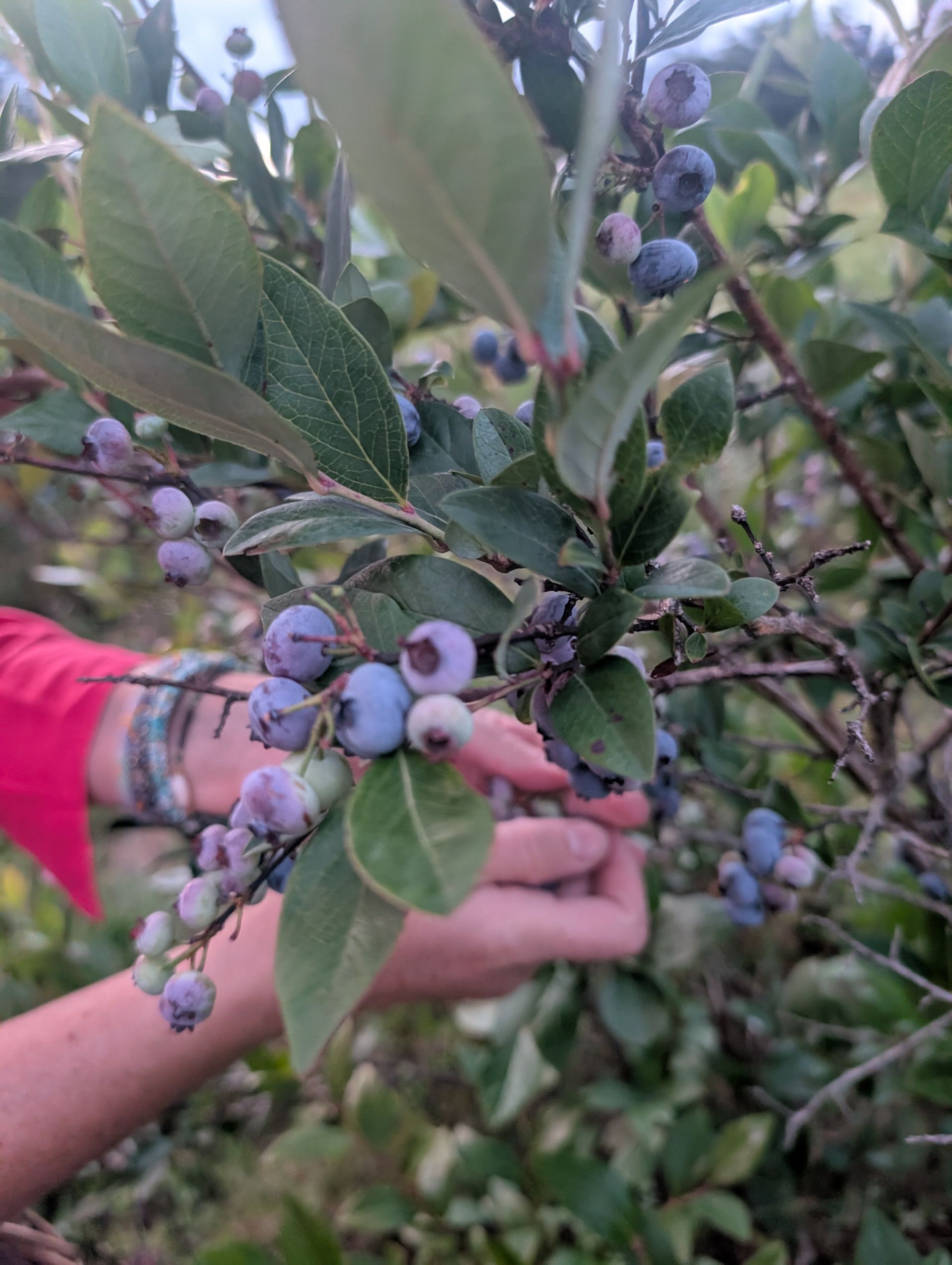 Hand picking blueberries from a bush, with green leaves and a pink sleeve visible.