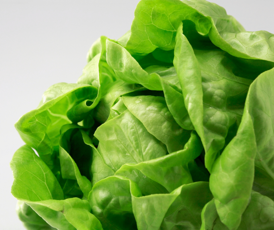 Butter lettuce head, bright green leaves, close-up shot.