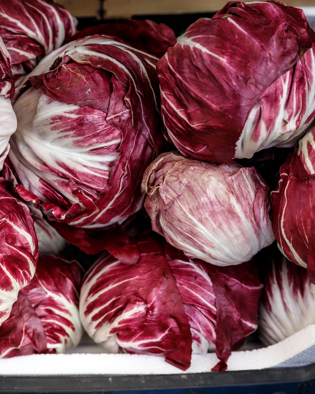 Radicchio- 4 pack