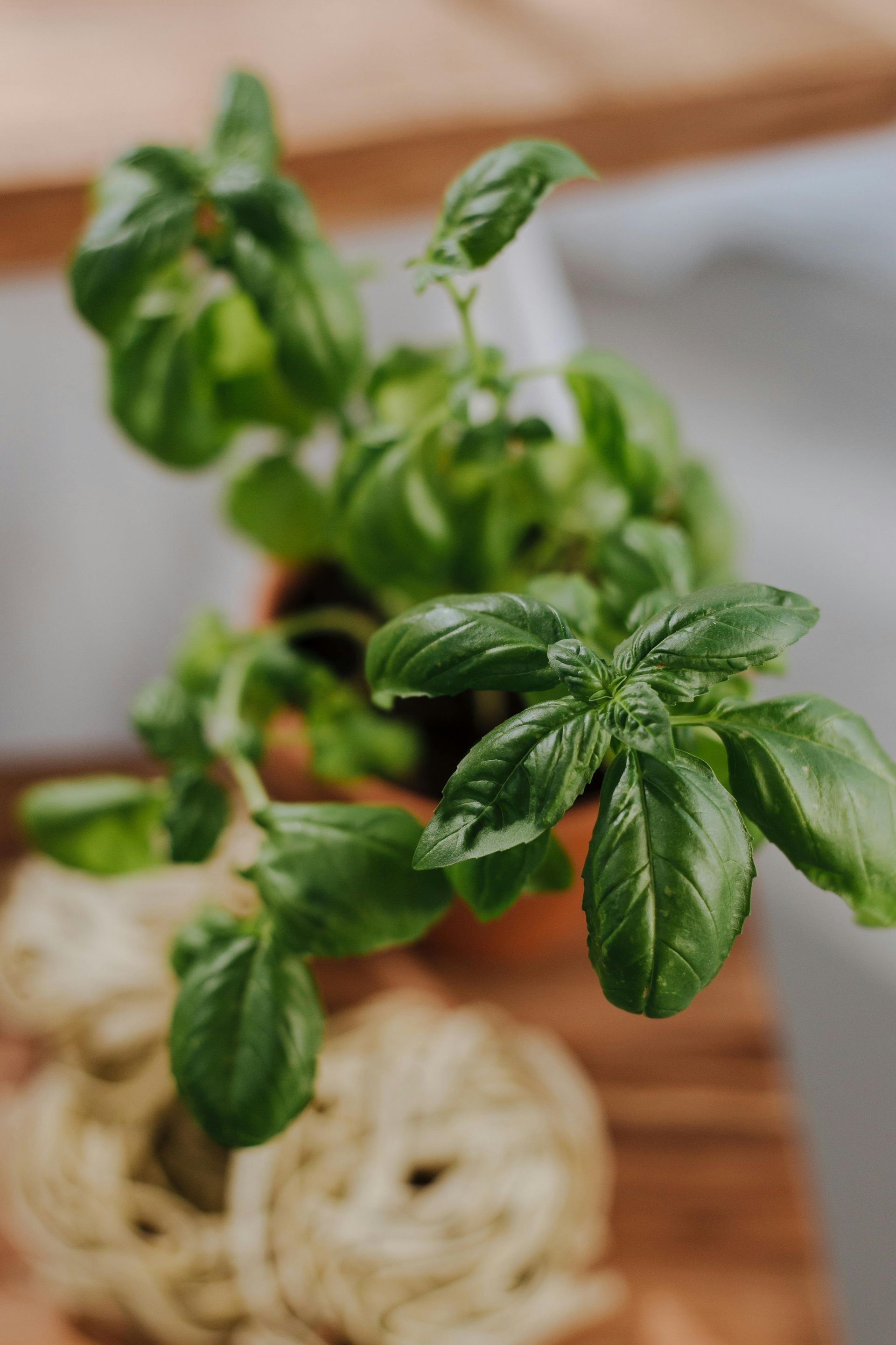 Basil plant in a pot on a wooden surface next to a bundle of uncooked pasta.