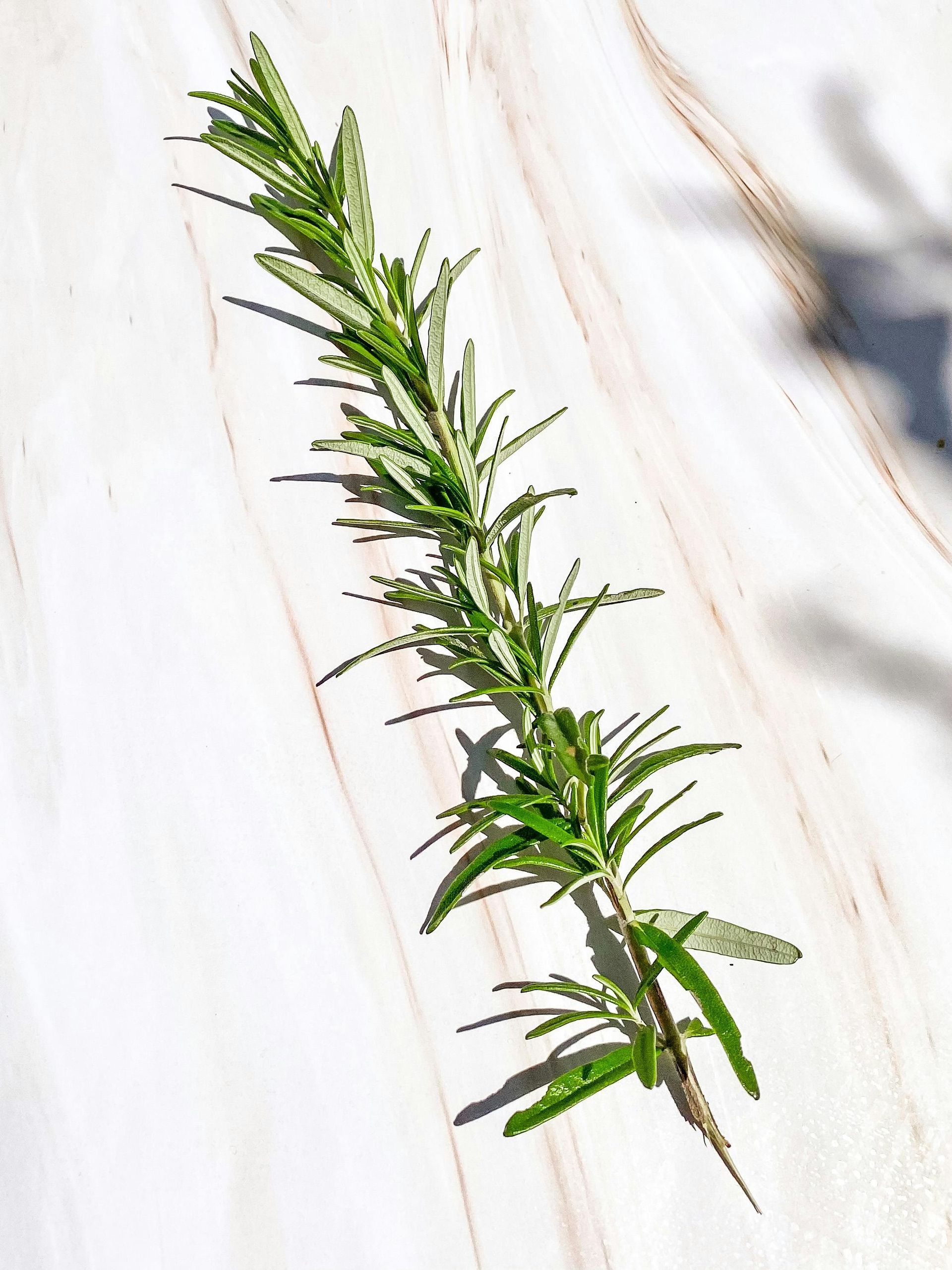 Rosemary sprig on a marble surface, casting a shadow.