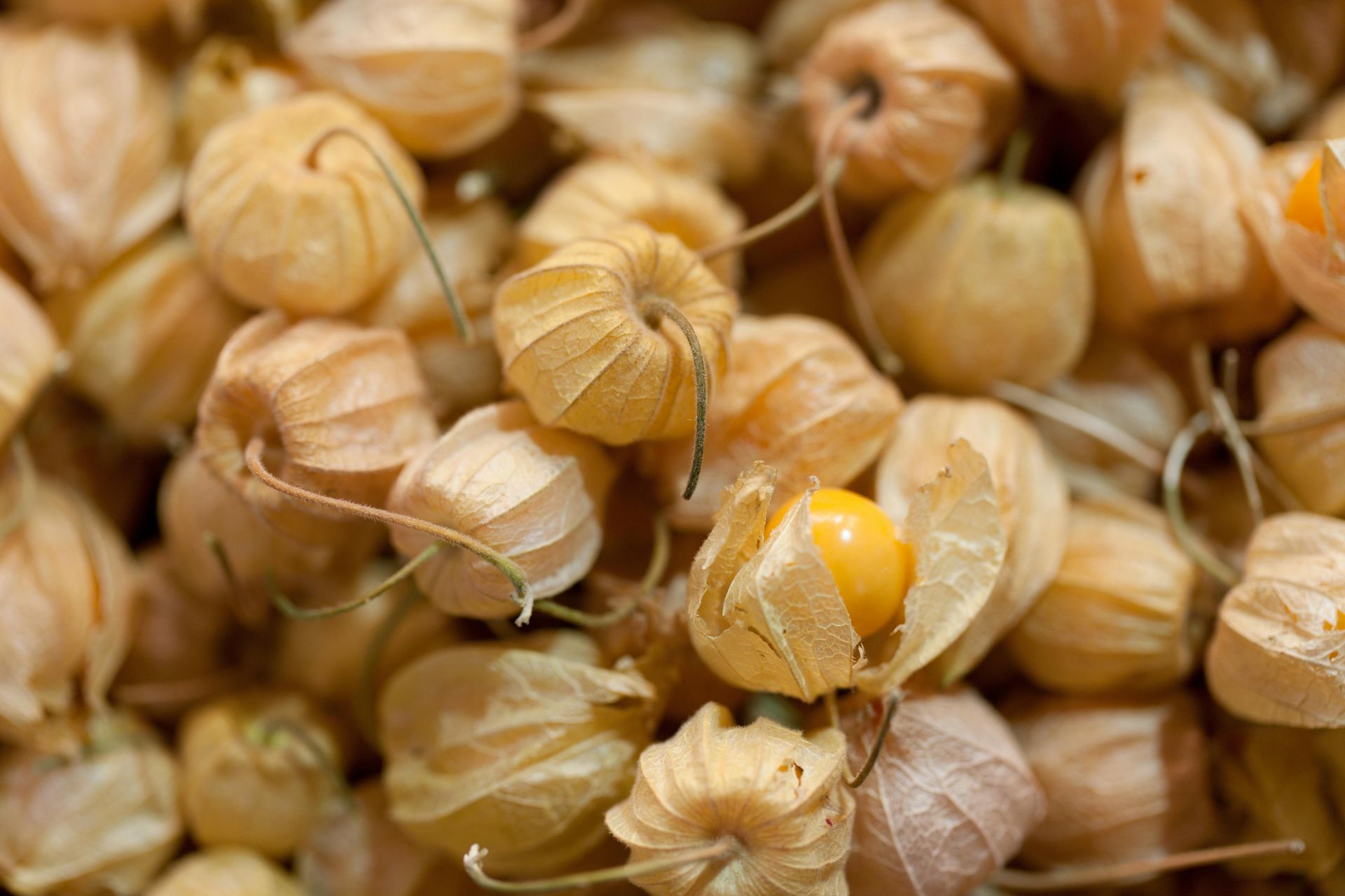 Québec Ground Cherry- 4″ Pot Seedling