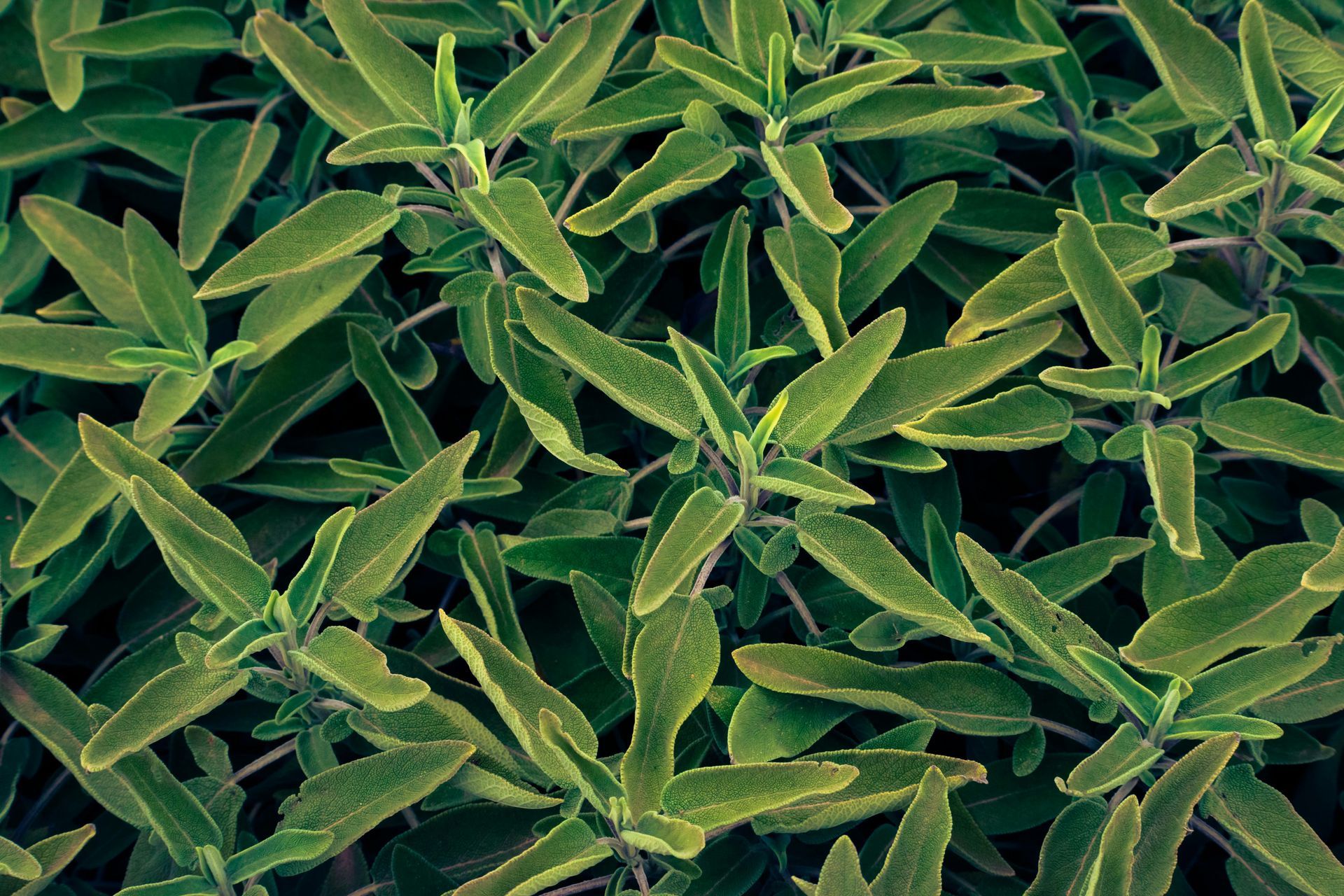 Sage - 4″ Pot Seedling