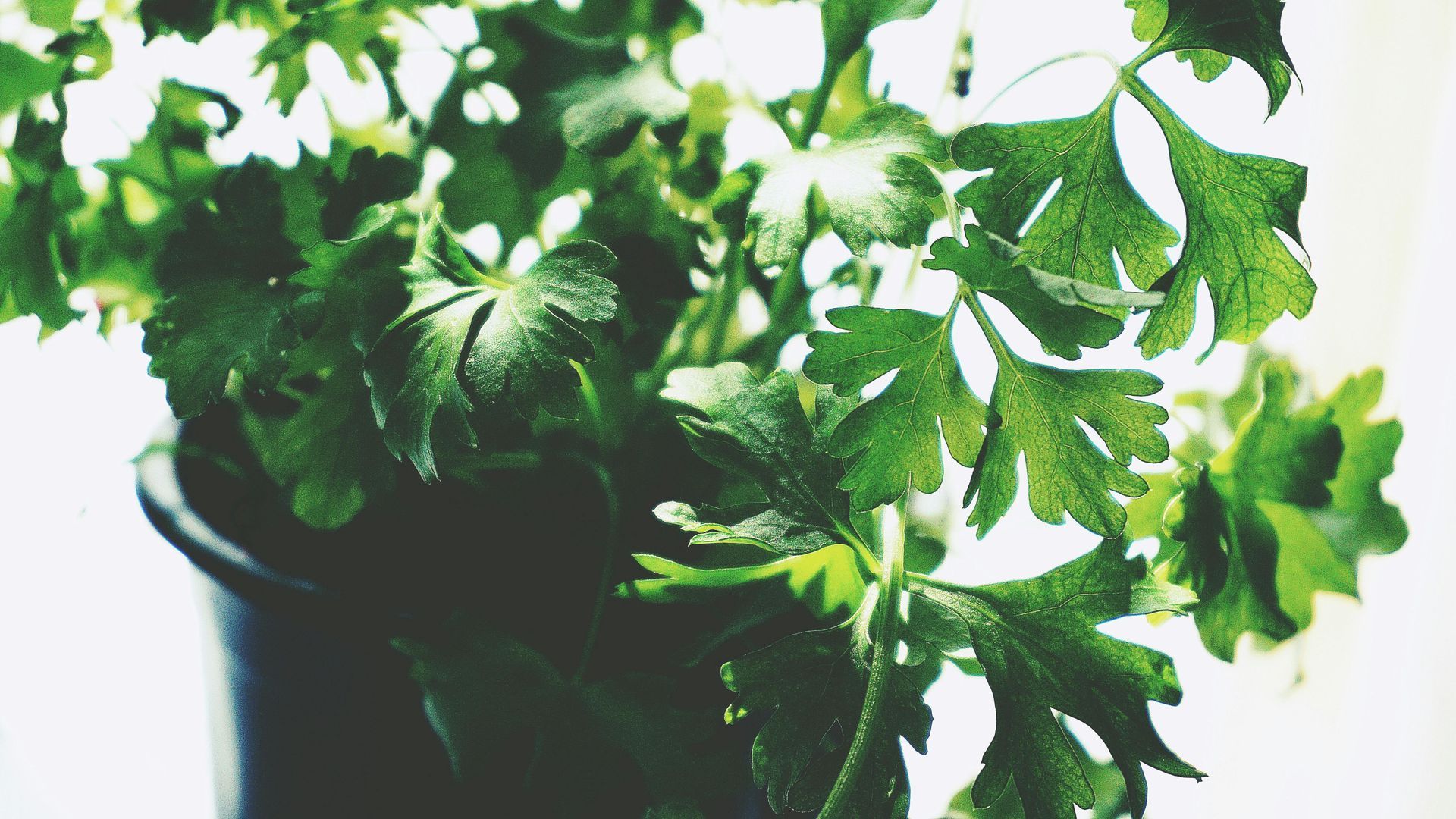 Green parsley plant in a black pot, bright window light.