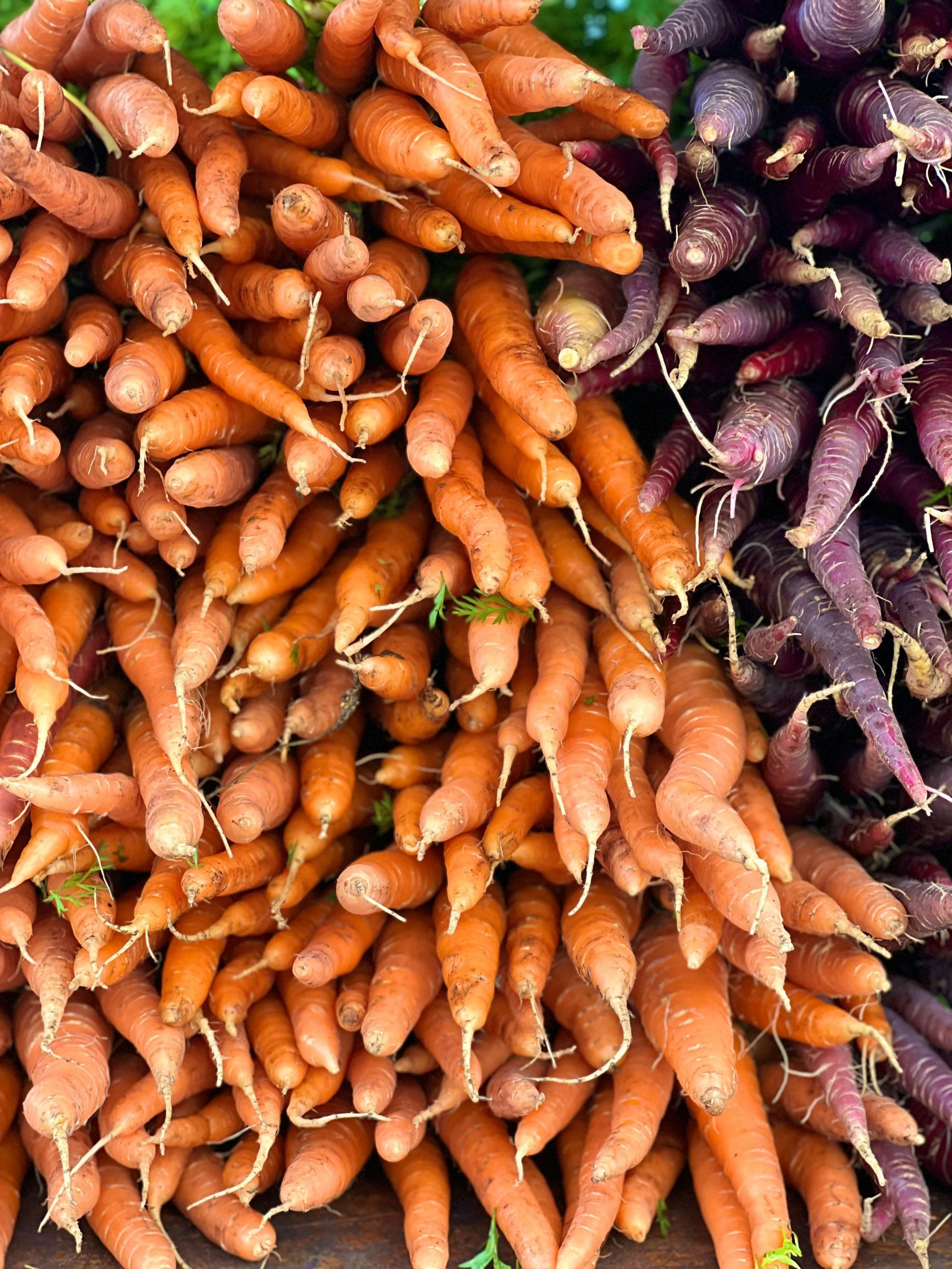 Pile of orange and purple carrots.