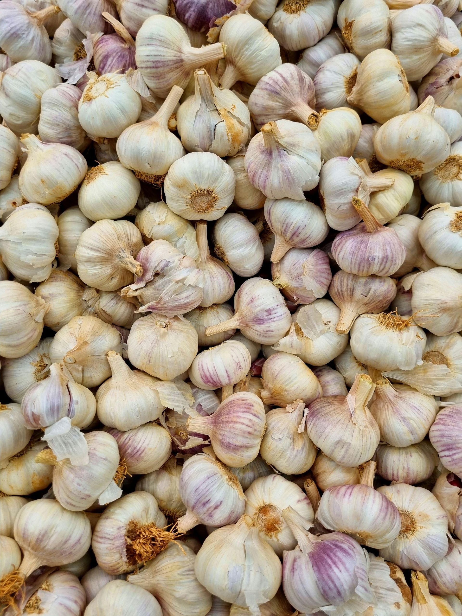 Georgian Extra Hardy Garlic- Seed Stock