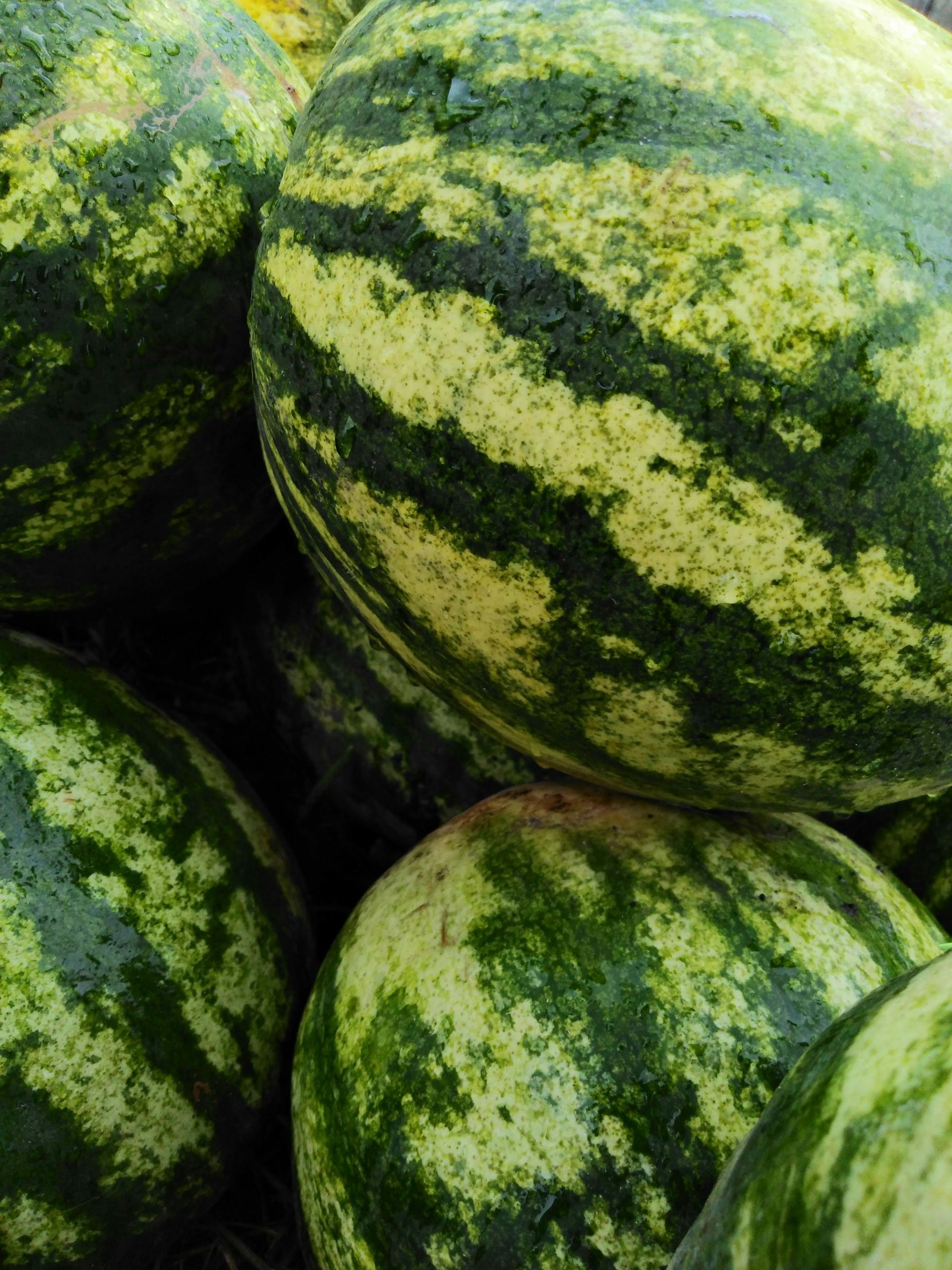 Watermelon- 4″ Pot Seedling