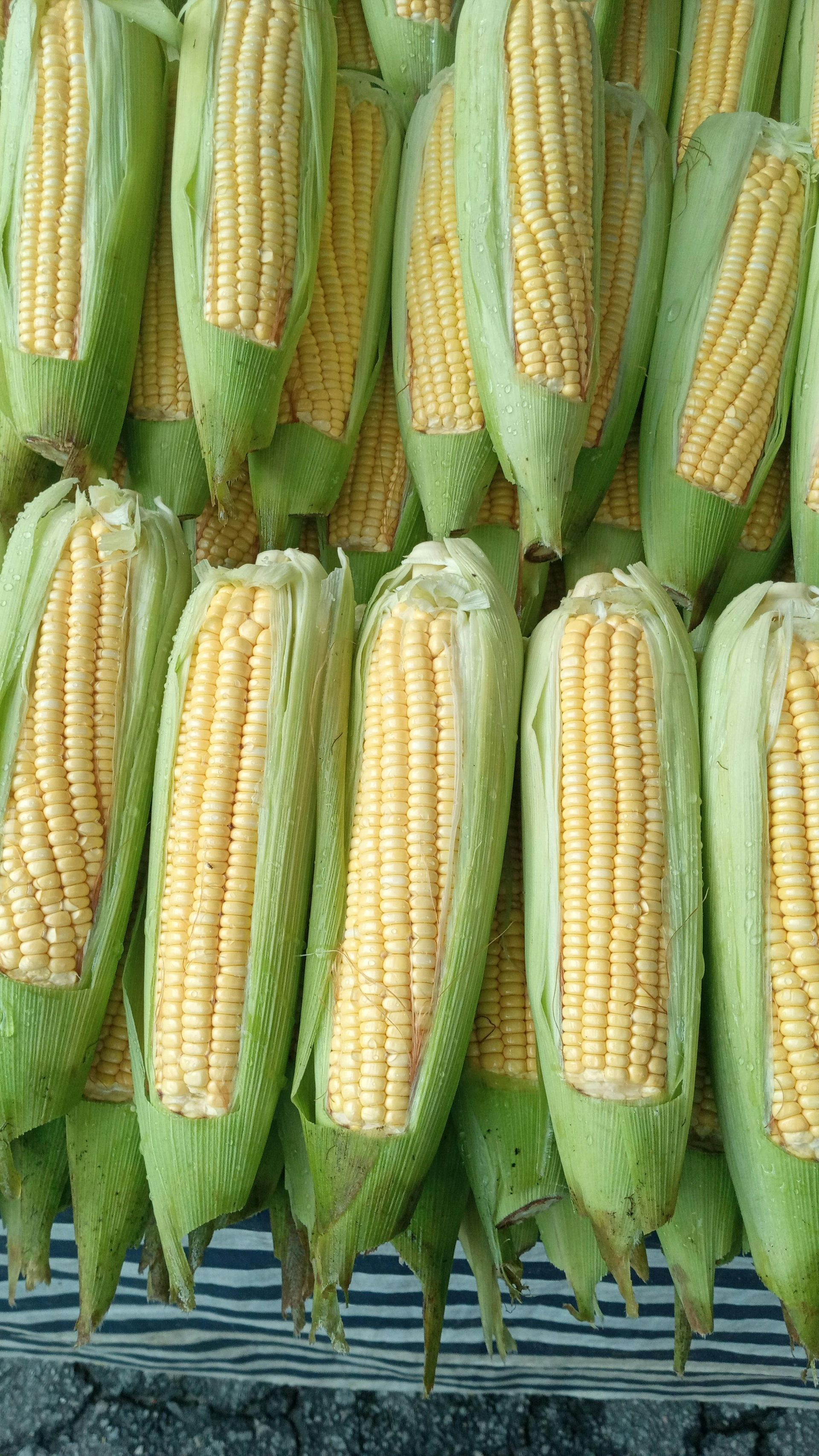 Ears of corn with husks, stacked together. Pale yellow kernels, green husks.