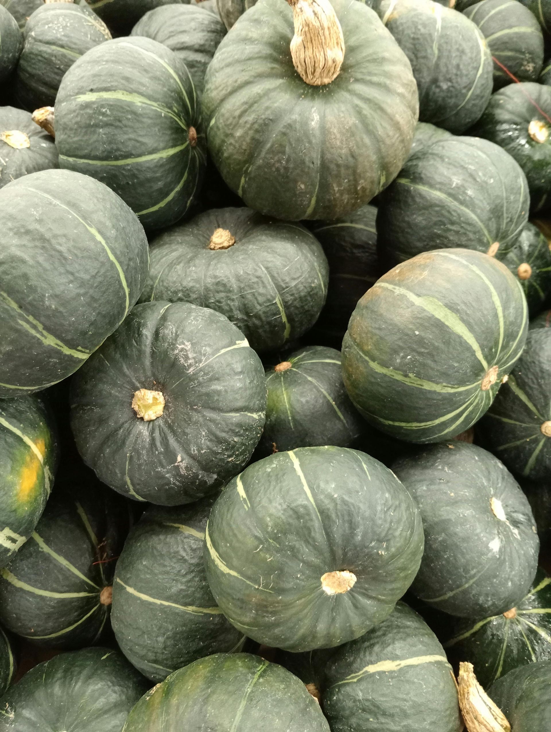 Kabocha Winter Squash - 4″ Pot Seedling