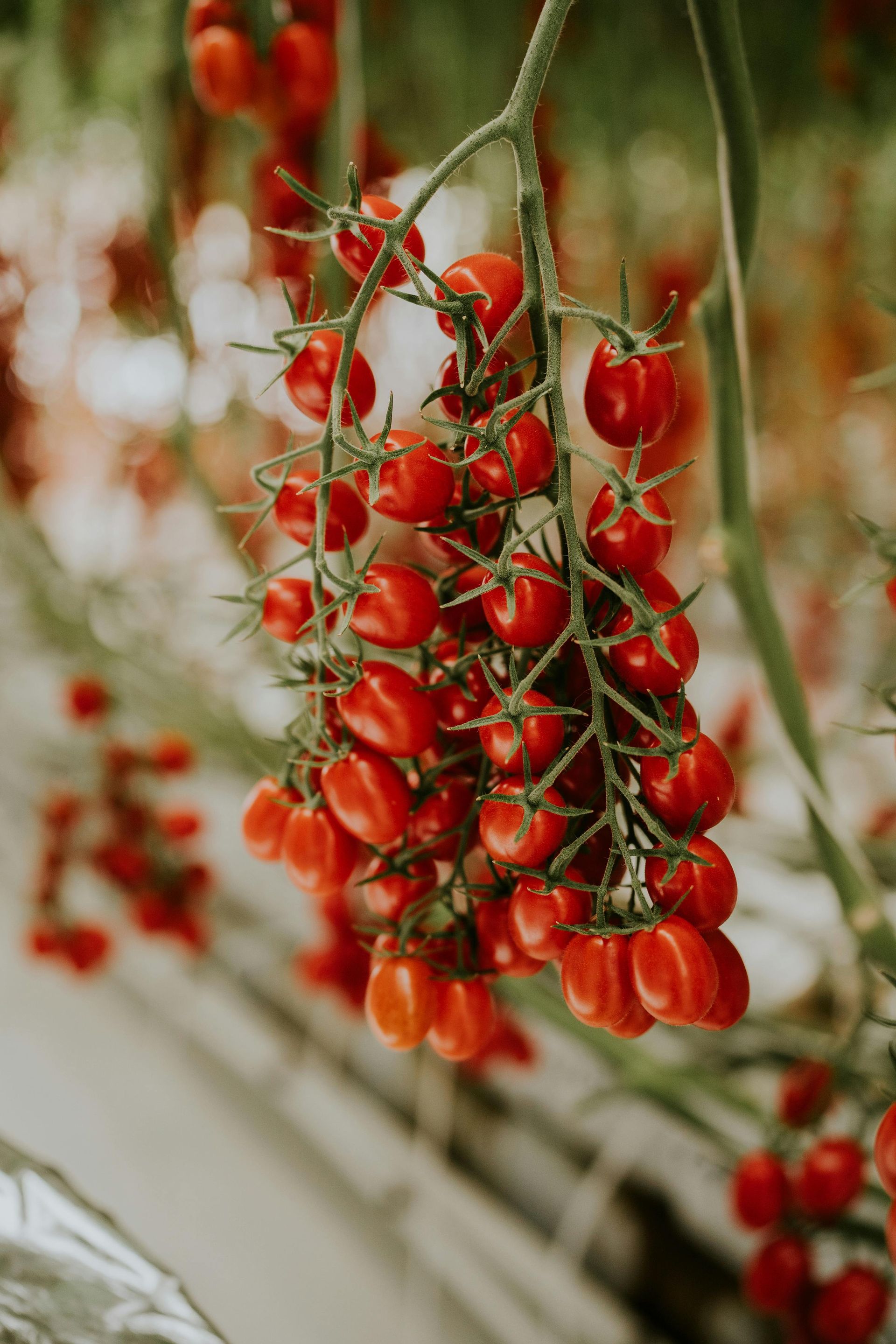 Red Cherry Tomato - 4″ Pot Seedling