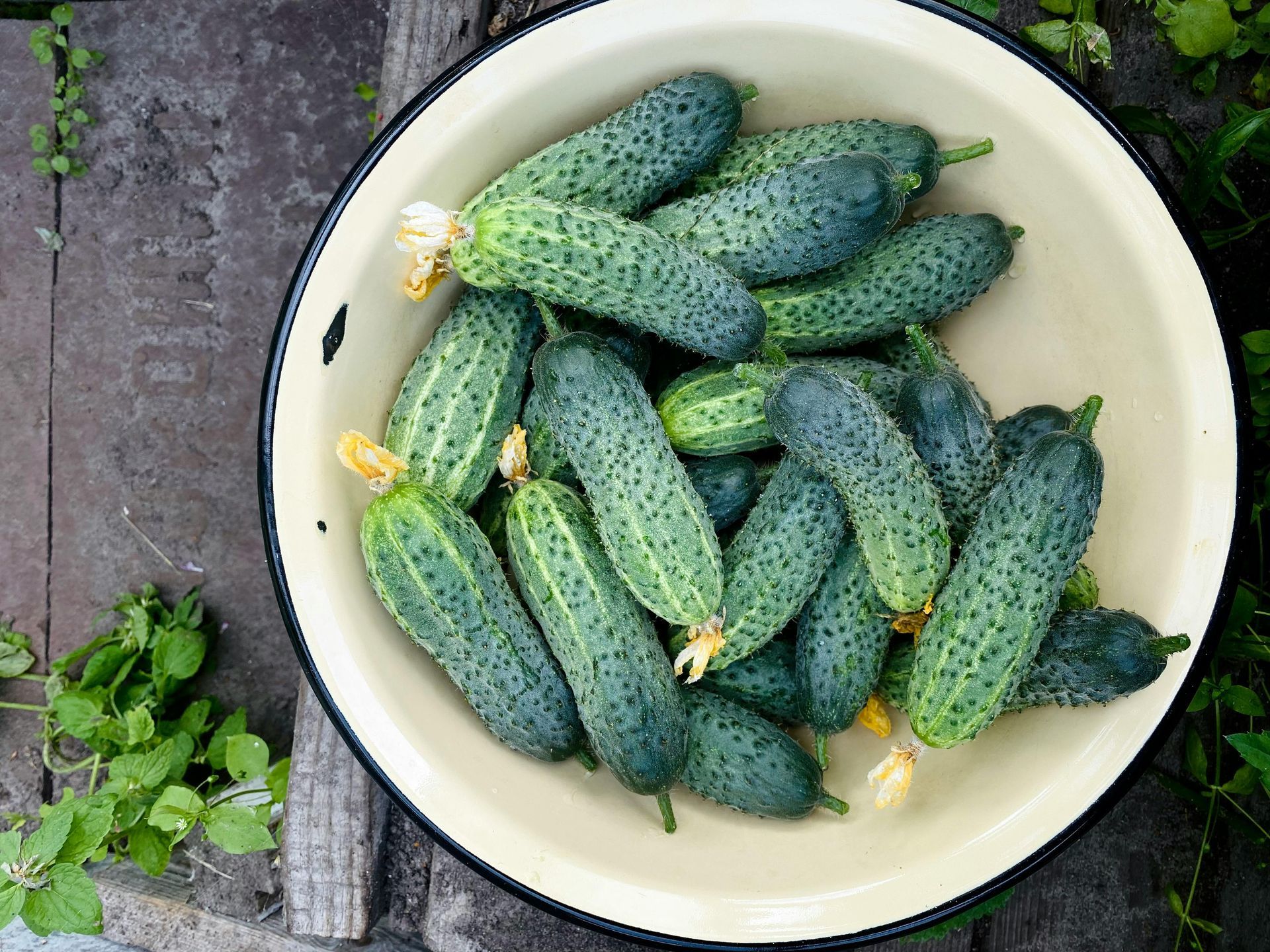 Bowl of fresh green cucumbers, outdoors, on a wooden surface.