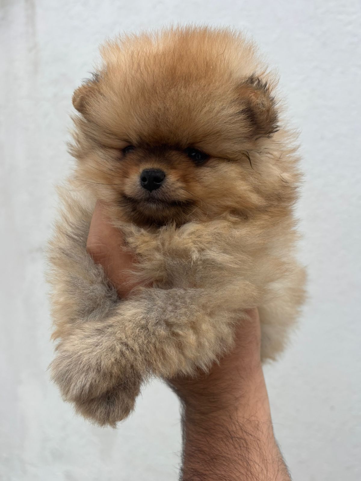 pomerania en venta