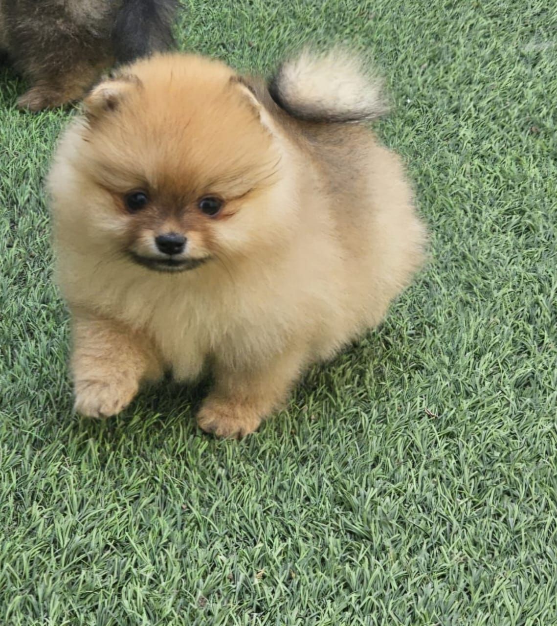 pomerania en venta