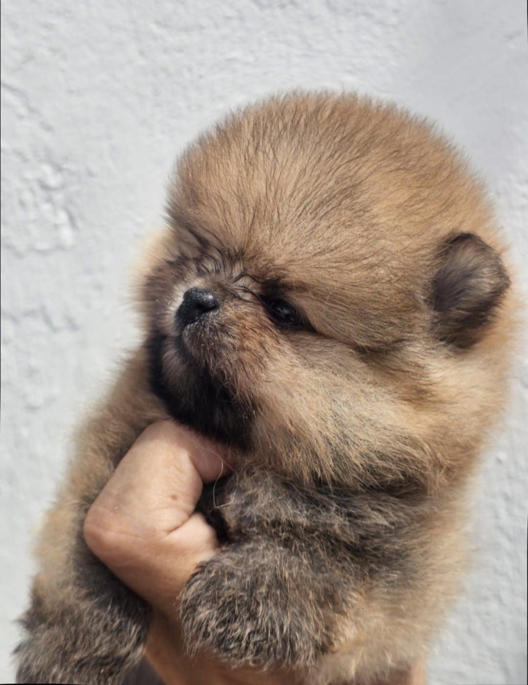 cachorro pomerania en venta