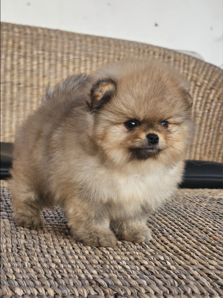 pomerania en venta