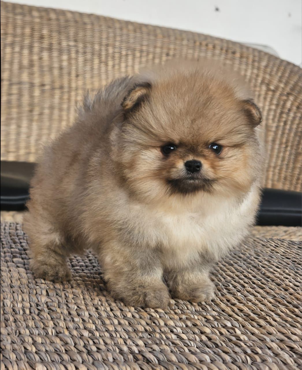 pomerania en venta