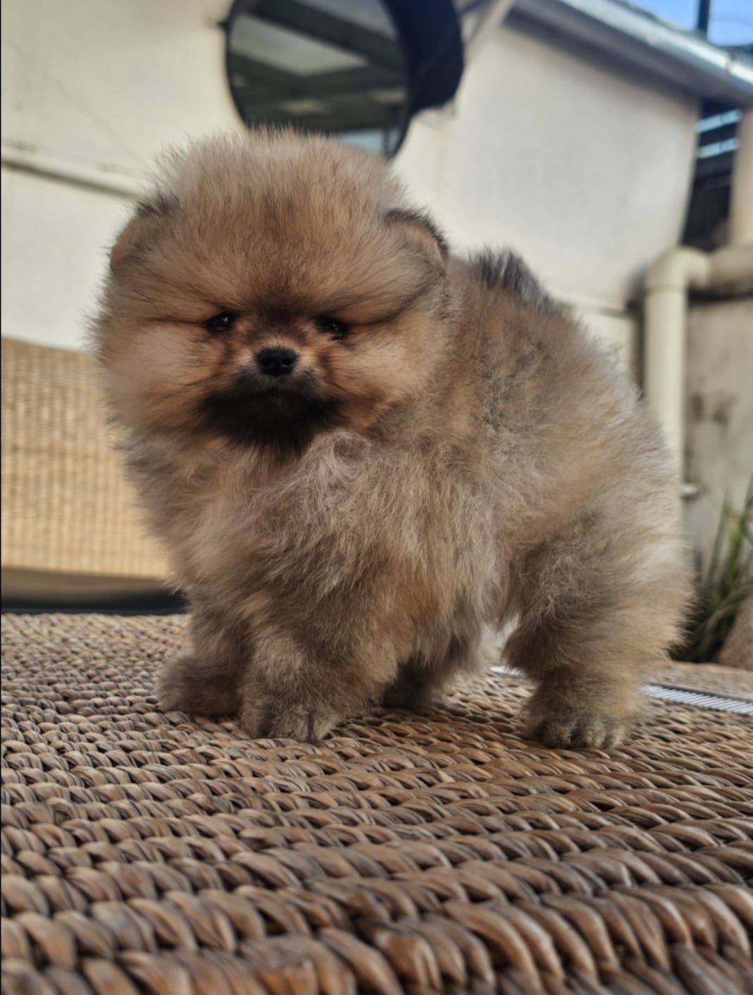 pomerania en venta