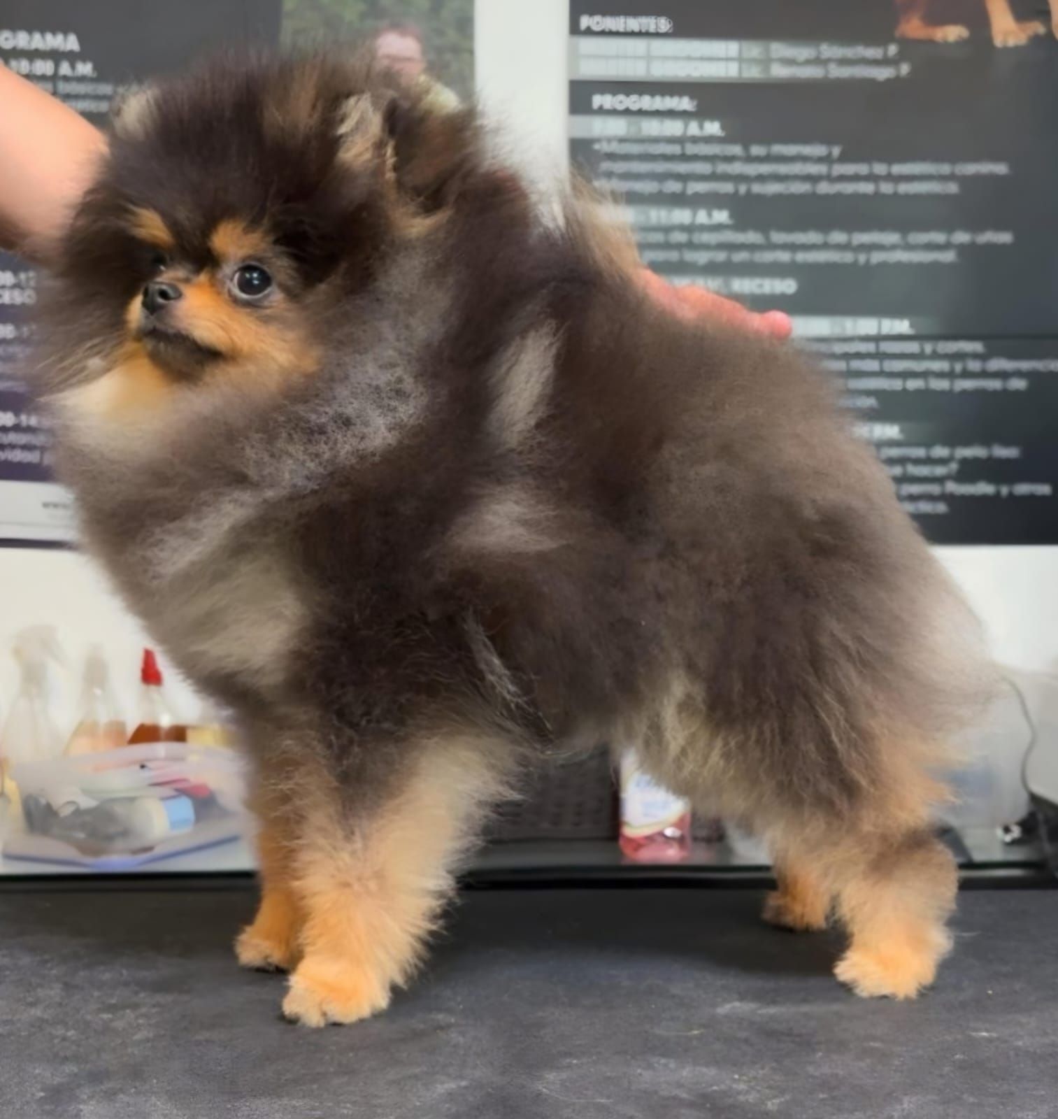 pomerania en venta
