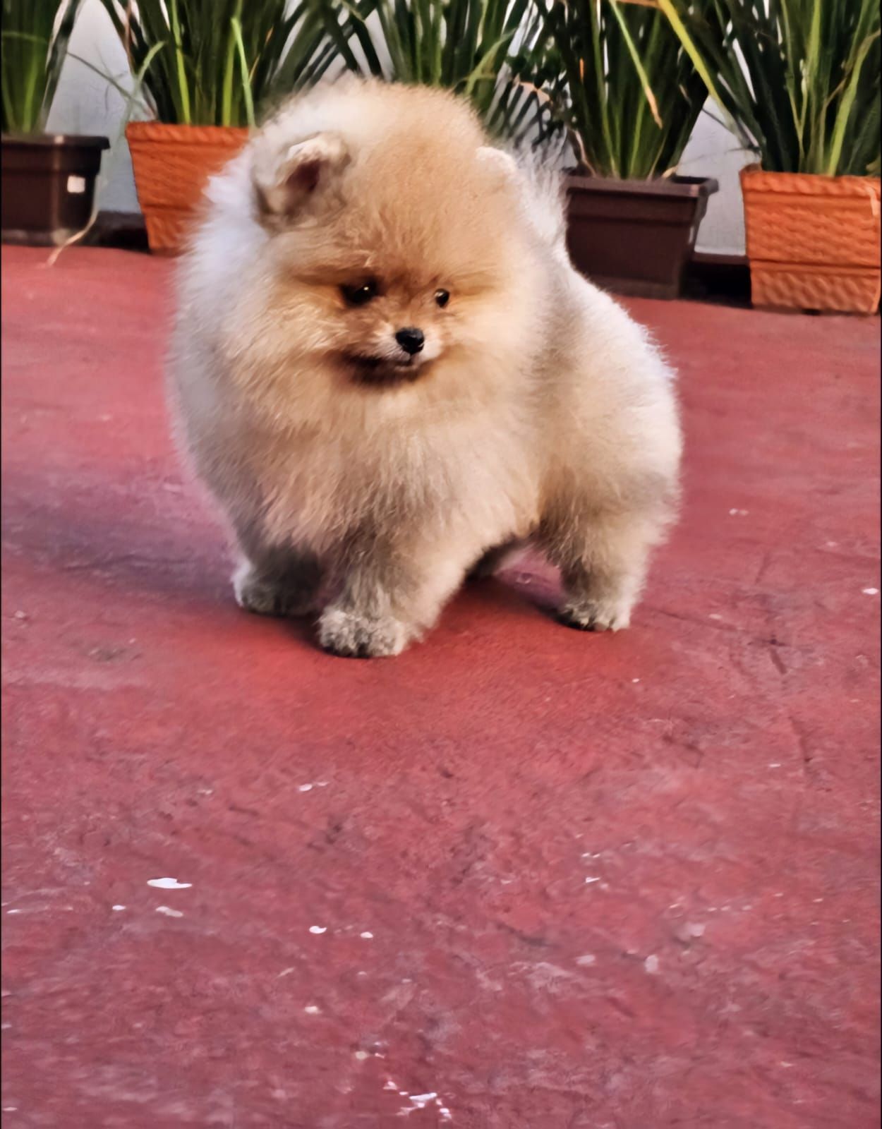 pomerania en venta