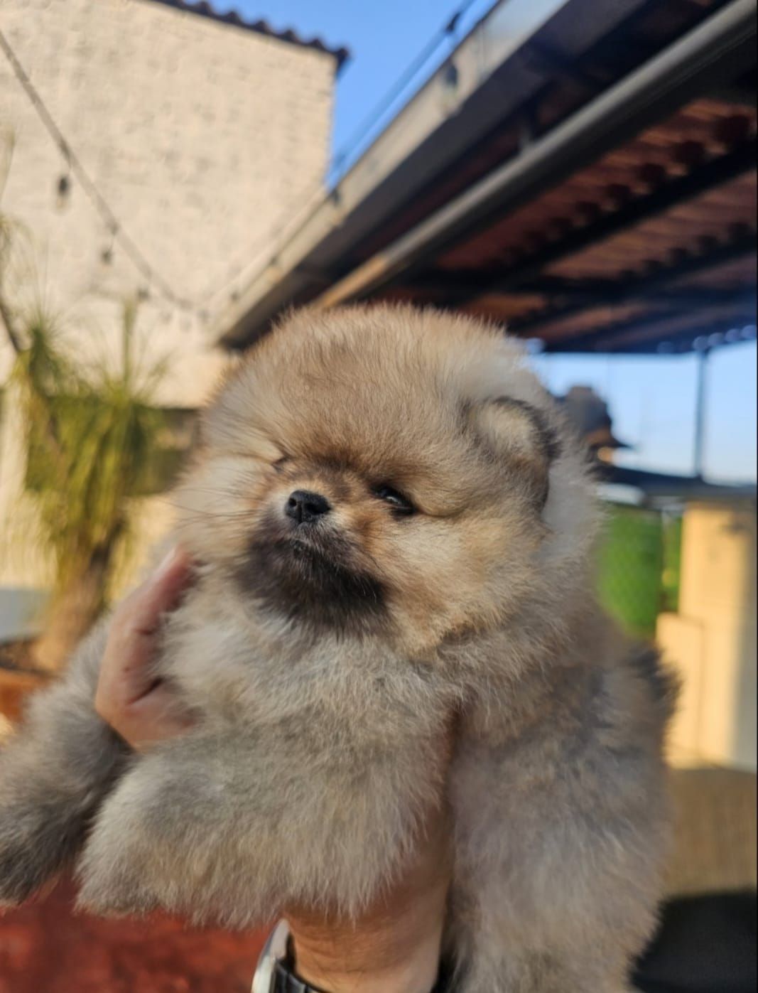 pomerania en venta