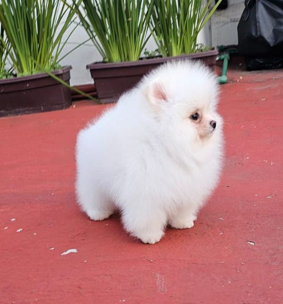 pomerania en venta