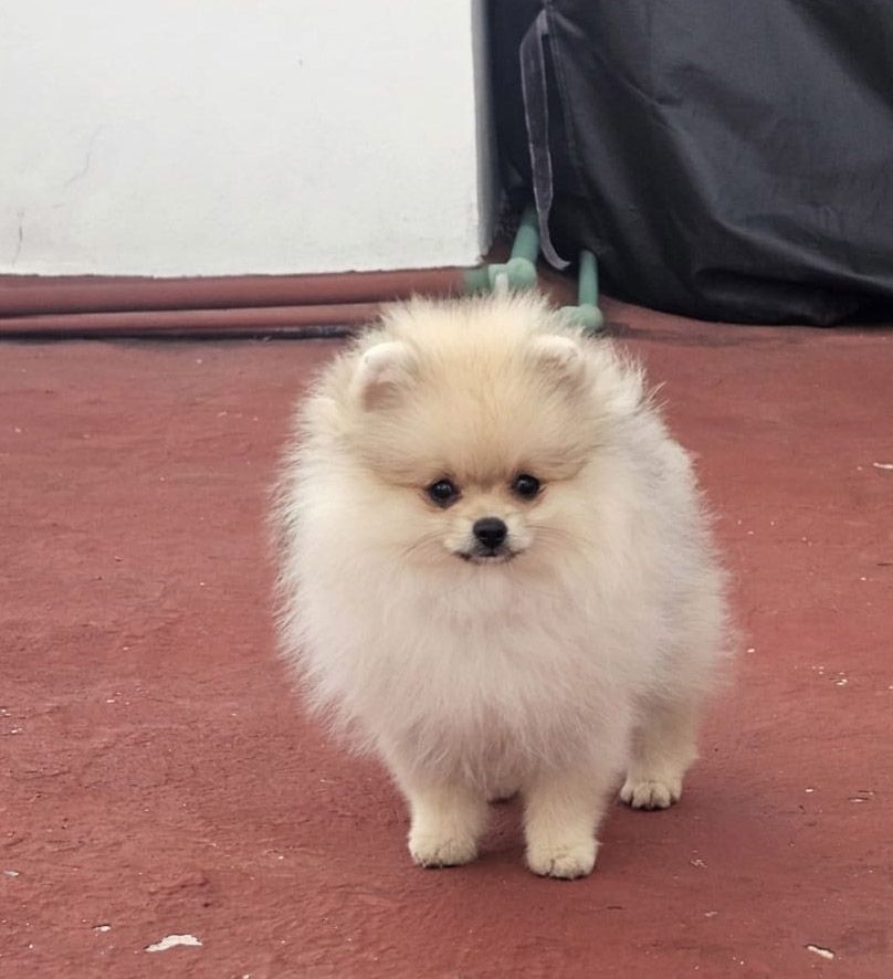cachorros pomerania en venta