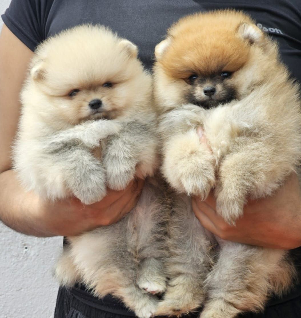 cachorro pomerania en venta