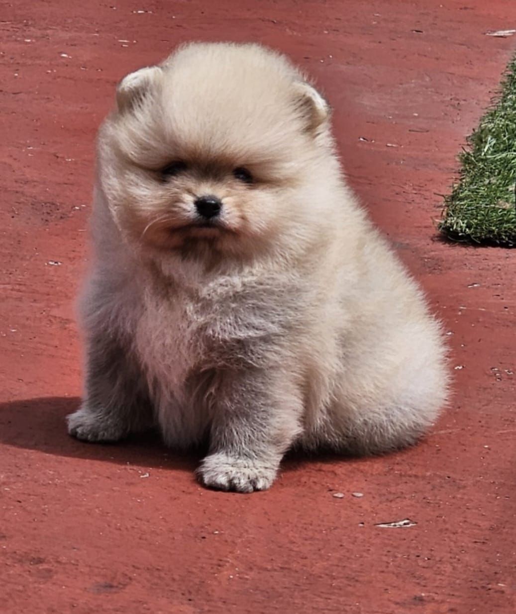 cachorro pomerania en venta
