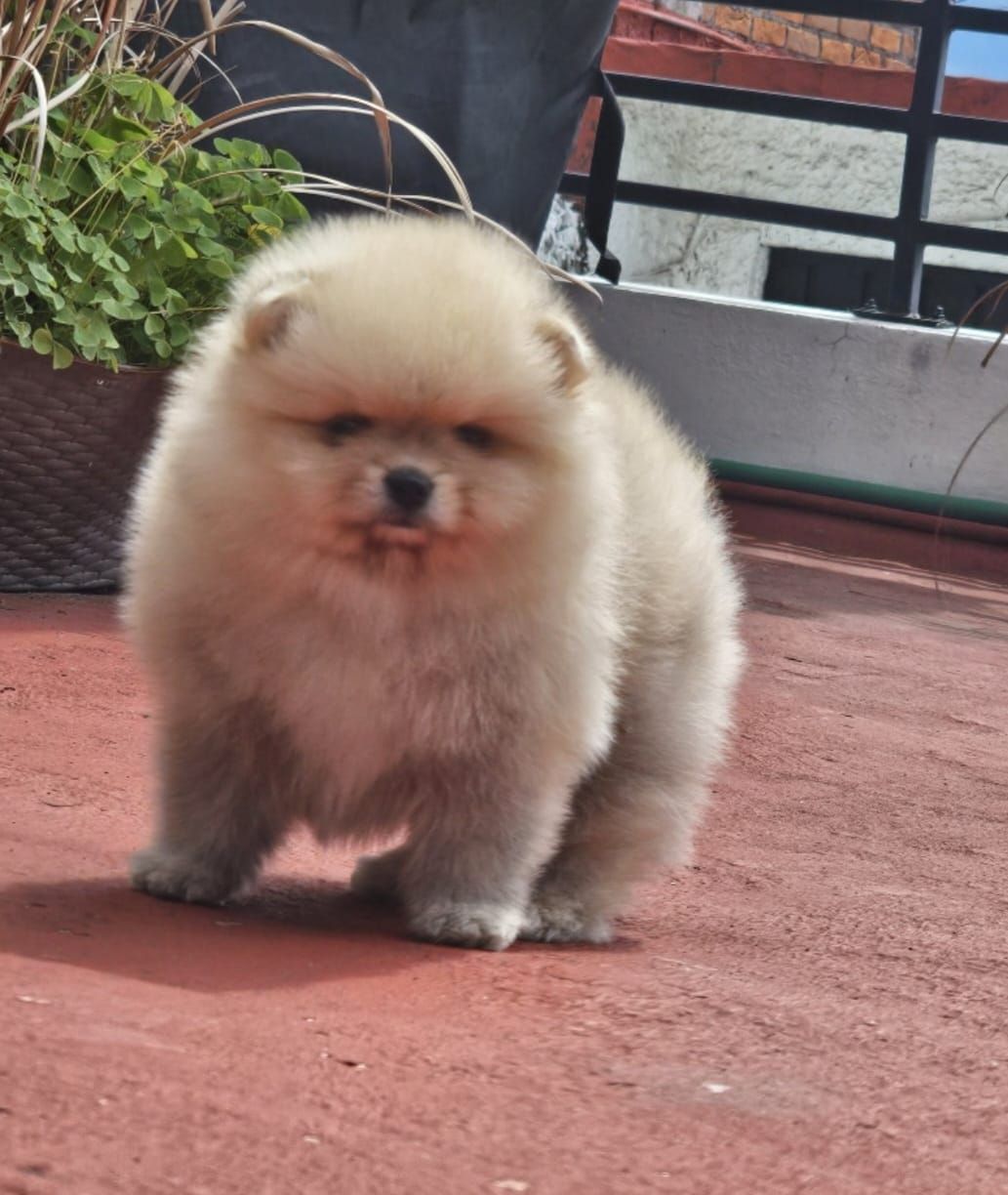 cachorro pomerania en venta